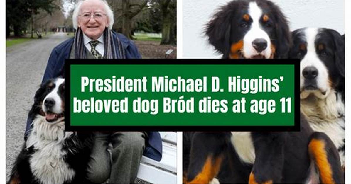 Higgins the Dog Net Worth